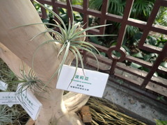 Tillandsia pohliana