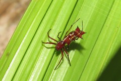 Micrathena swainsoni