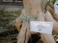 Tillandsia albida