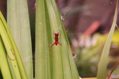 Micrathena swainsoni