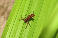 Micrathena swainsoni
