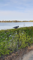 Corvus monedula