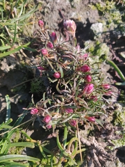 Armeria maritima maritima