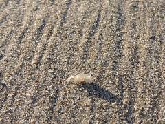 Megalorchestia corniculata
