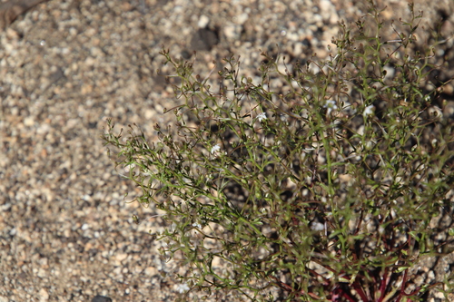 Image of Nemacladus pinnatifidus by (c) Millie Basden, some rights reserved (CC BY)