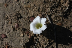 Oxalis tomentosa