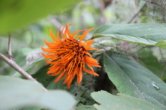 Cnicothamnus
