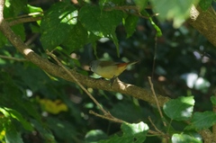 Coccopygia quartinia