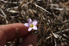 Oxalis dentata
