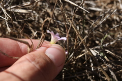 Oxalis dentata