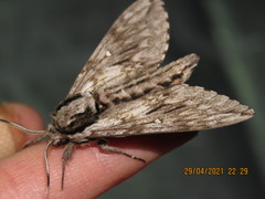 Kentrochrysalis streckeri