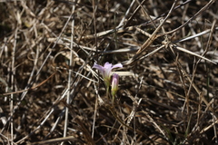Oxalis dentata