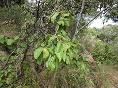 Vangueria