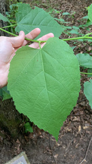 Tilia americana caroliniana