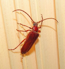 Mysteria cylindripennis