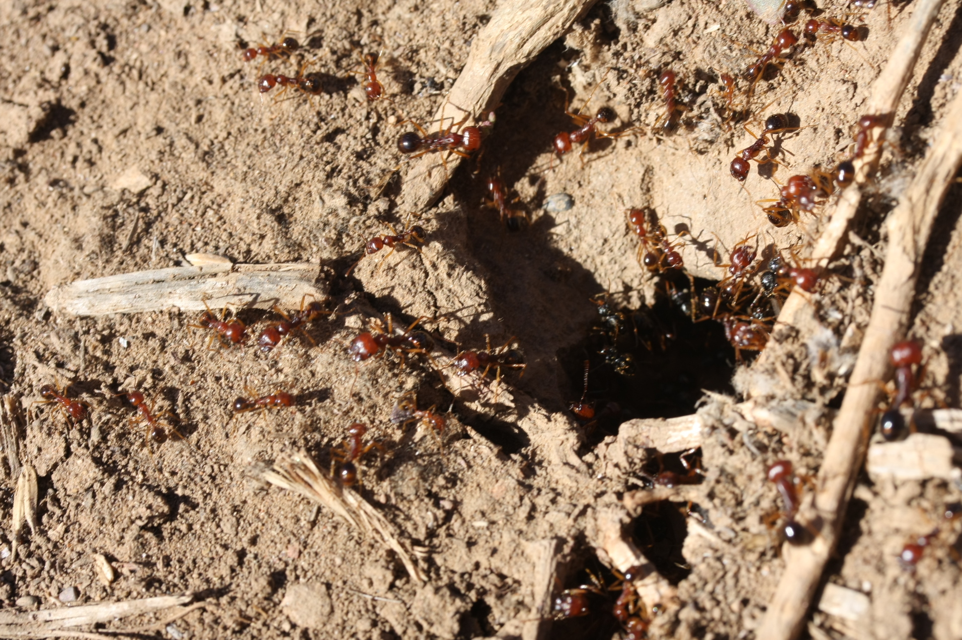 Messor denticornis