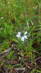 Nigella damascena