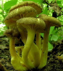 Hygrocybe caespitosa