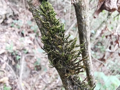 Forsstroemia producta