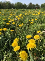 Taraxacum officinale