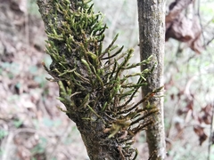 Forsstroemia producta