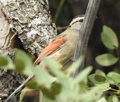 Tchagra australis australis