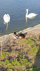 Anas platyrhynchos