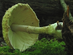 Amanita rhopalopus