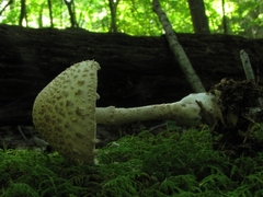 Amanita rhopalopus