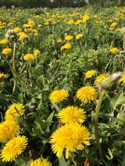 Taraxacum officinale
