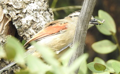 Tchagra australis australis