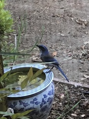 Aphelocoma californica