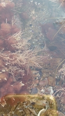 Lithothrix aspergillum