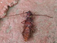 Arhopalus rusticus