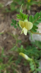 Vicia hybrida