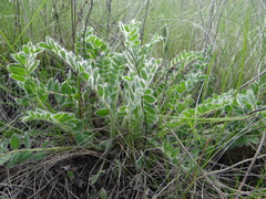 Astragalus exscapus pubiflorus
