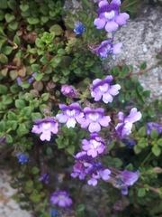 Chaenorhinum
