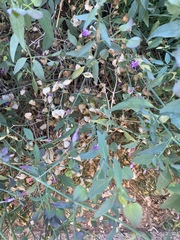 Dicliptera resupinata