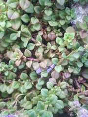 Chaenorhinum