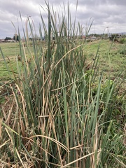 Typha