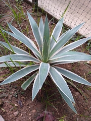 Agave