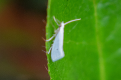 Eucalantica polita