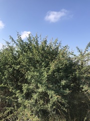 Vachellia karroo