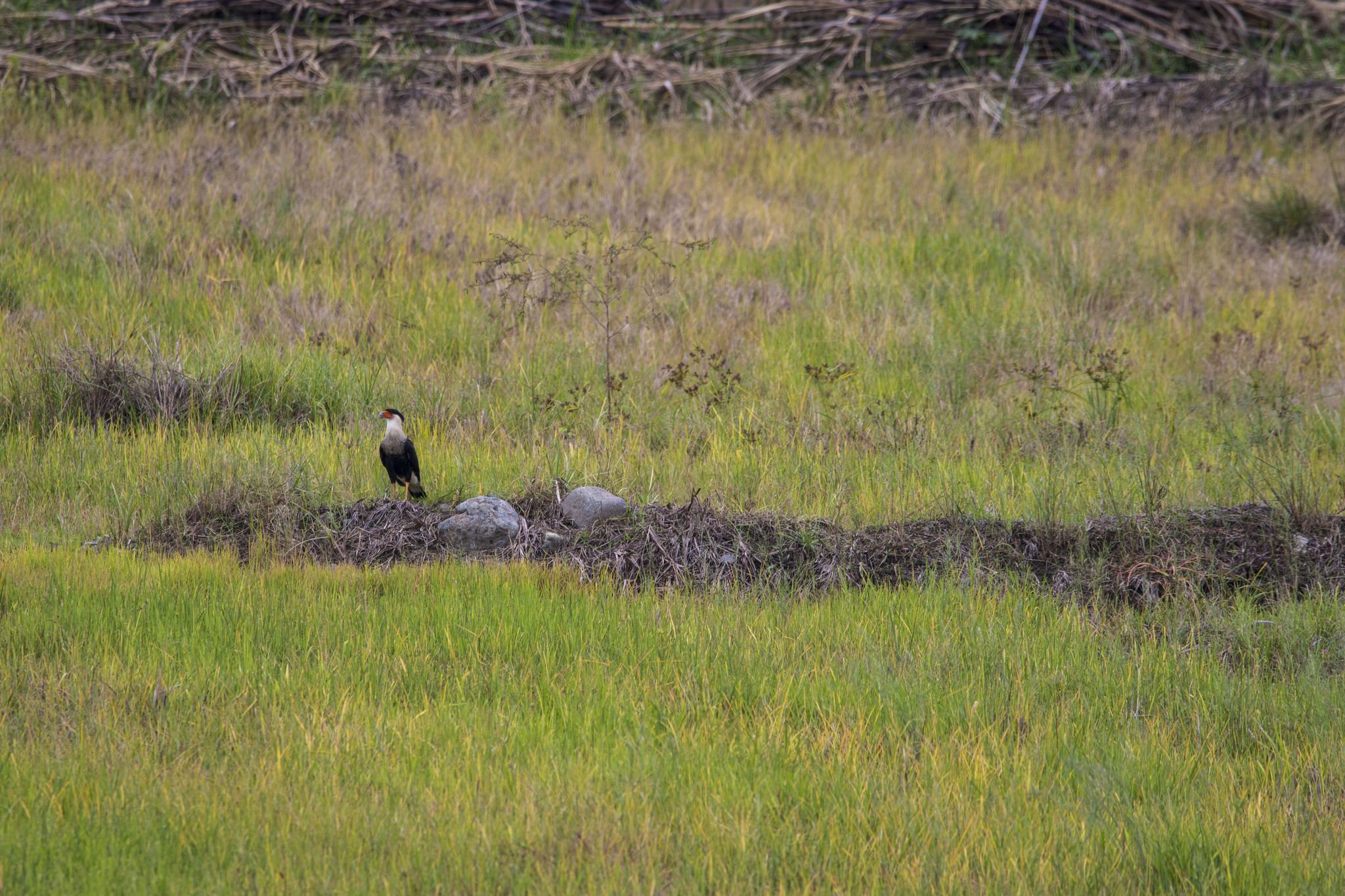 Caracara plancus image