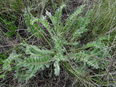 Astragalus exscapus pubiflorus