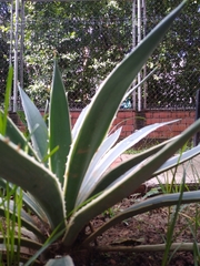 Agave