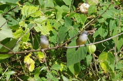 Coccopygia quartinia