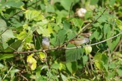 Coccopygia quartinia