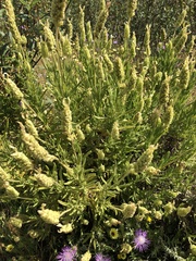 Lavandula viridis