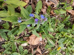 Pentaglottis sempervirens